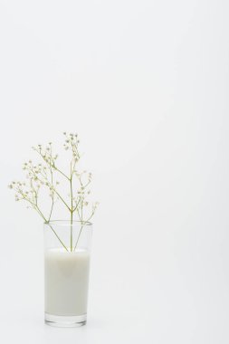 branch with blooming flowers in glass with milk isolated on white  clipart