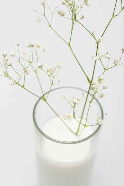 Wazig Takje Met Bloeiende Bloemen Glas Met Melk Geïsoleerd Wit — Stockfoto