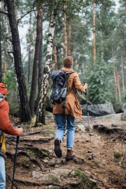 back view of couple in hats holding hiking sticks while trekking in forest