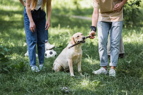 十代の若者たちの作物のビューは 公園でスティックとリトリーバーで遊んで — ストック写真