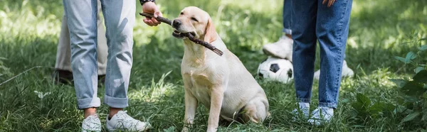 Ausgeschnittene Ansicht Von Tenager Halten Stock Der Nähe Retriever Und — Stockfoto