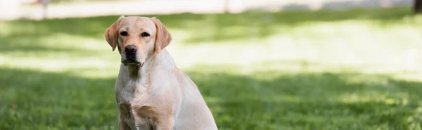 Yellow Labrador Park Green Lawn Banner — Stock Photo, Image