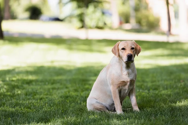 Gul Labrador Sidder Grønt Græs Parken - Stock-foto