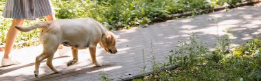 Parkta köpekle yürüyen genç kadın manzarası, afiş.