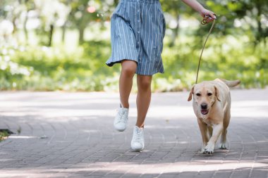 cropped view of woman running in park with labrador dog on leash clipart