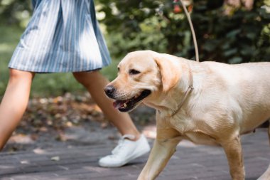 Labrador 'la parkta yürüyen kadın manzarası