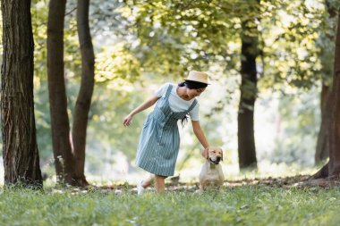 happy asian woman in striped sundress stroking labrador dog in park clipart