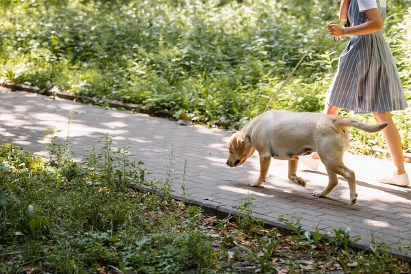 Partiell Bild Kvinna Promenader Gångväg Med Labrador Koppel Banderoll — Stockfoto