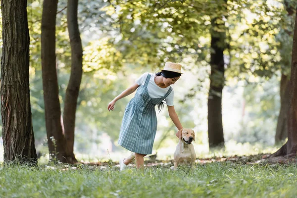 Happy Asian Woman Striped Sundress Stroking Labrador Dog Park — Stock Photo, Image