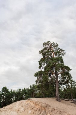Arkaplanda bulutlu gökyüzü olan tepedeki ağaç 