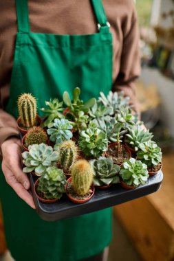 Yeşil önlüklü genç bir adam bir tepsi dolusu çeşitli, canlı, sulu bitki tutar..