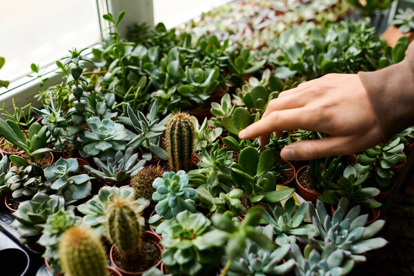 A young creative man gently touches lush succulent plants while enjoying tranquility indoors.