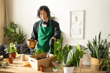 Genç Asyalı bir çiçekçi, onları rahat bir mekanda düzenlerken canlı bitkilerle dikkatlice ilgilenir..