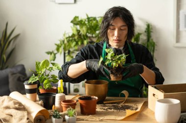 Genç Asyalı adam yeşillik ve ticaret aletleri ile çevrili iken saksı bitkileriyle ilgilenir..