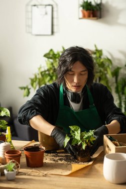 Genç Asyalı bir adam yeşillik dolu parlak, canlı bir çiçekçide özenle bitki yetiştirme eğilimindedir..