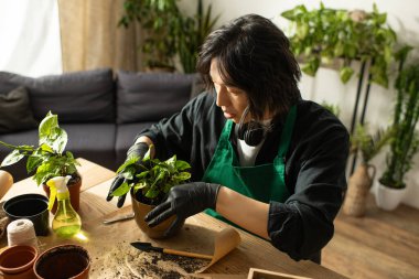 Yeşilliklerle dolu sıcak, davetkar bir yerde genç bir Asyalı çiçekçi saksı bitkisi..