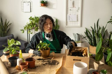 Genç bir Asyalı çiçekçi ustalıkla saksı yetiştiriyor ve parlak, davetkar bir odada yeşillik yetiştiriyor..