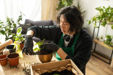 Asyalı adam bitkileri ustalıkla yeşilliklerle dolu parlak, davetkar bir yere saklar..