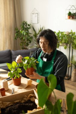 Sıcak bir çiçekçide, Asyalı genç bir çiçekçi bitkileri besliyor, tutkusunu paylaşıyor..