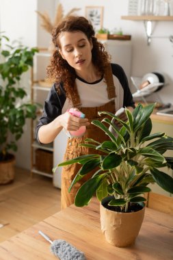 Gündelik giysiler içindeki kıvırcık bir kadın şık dairesini temizlerken ev bitkileriyle ilgilenir..