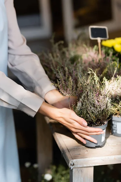 Cropped view of florist touching pot with heather in sunshine — Stock Photo