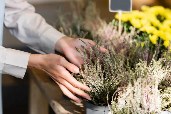 Blumenhändler kümmert sich um Topfheide im Blumenladen — Stockfoto