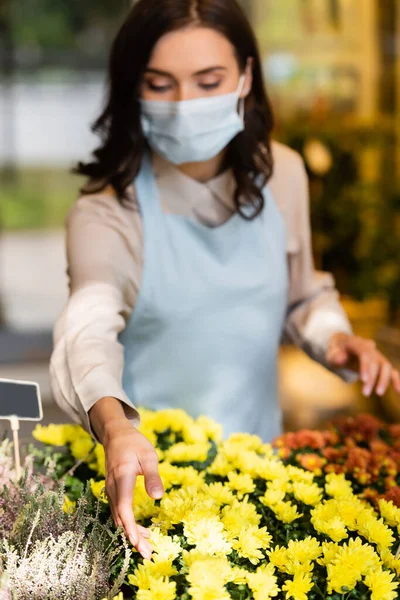 Florist in medical mask caring about chrysanthemums on blurred foreground — Stock Photo