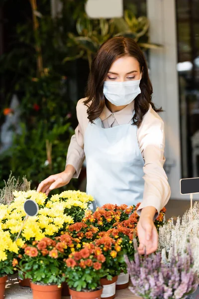 Florista joven en máscara médica que se preocupa por crisantemos en maceta y brezo en primer plano borroso - foto de stock