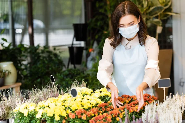 Florista joven en máscara médica que se preocupa por los crisantemos y el brezo en la tienda de flores - foto de stock