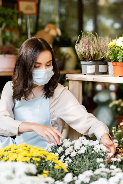 Jovem florista em máscara médica cuidar de crisântemos em primeiro plano borrado — Fotografia de Stock