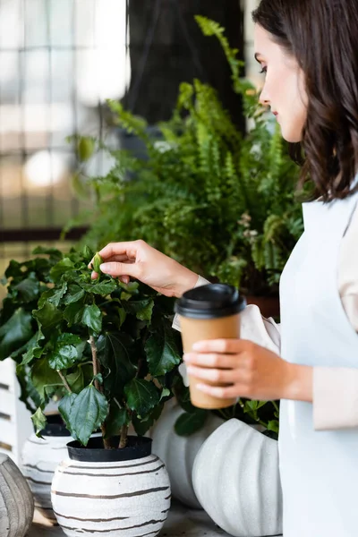 Jeune femme touchant plante en pot dans le magasin de fleurs tout en tenant du café pour aller sur le premier plan flou — Photo de stock