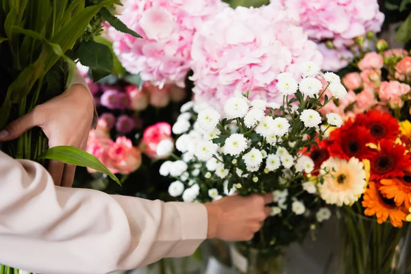 Cropped view of florist taking branch of chrysanthemums, while gather bouquet near range of flowers on blurred background — Stock Photo
