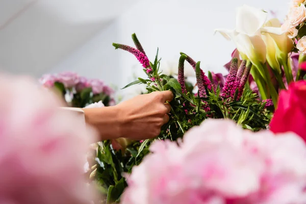 Vue recadrée d'un fleuriste prenant une fleur de celosie avec des hortensias flous au premier plan — Photo de stock