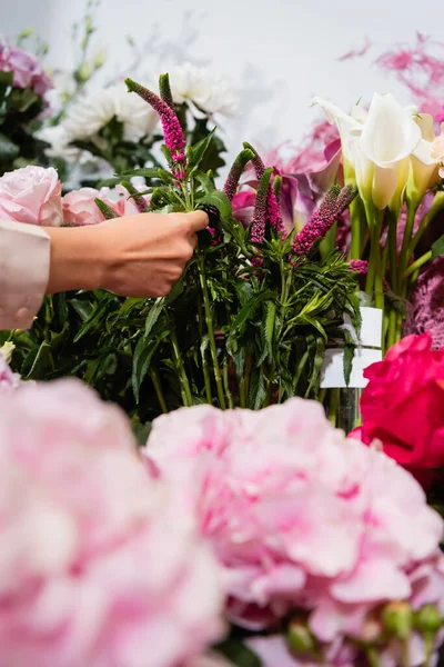 Cropped view of florist taking celosia near flower range with blurred hydrangeas on foreground — Stock Photo