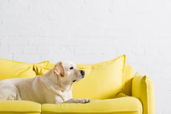 Вид сбоку на собаку лабрадора, лежащую дома на мягком желтом диване — стоковое фото