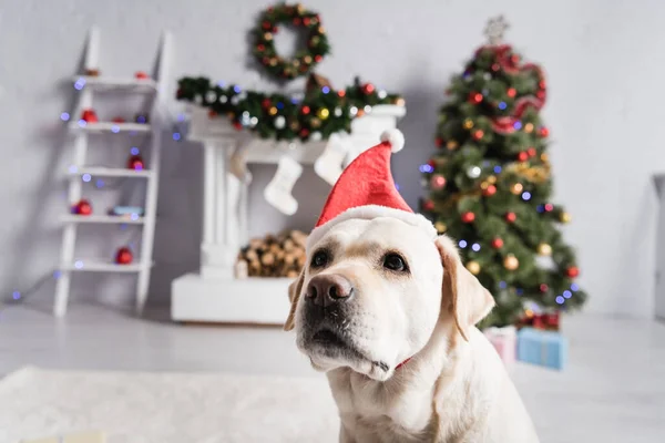 Labrador cão em santa hat, árvore de natal decorada e lareira no fundo borrado — Fotografia de Stock