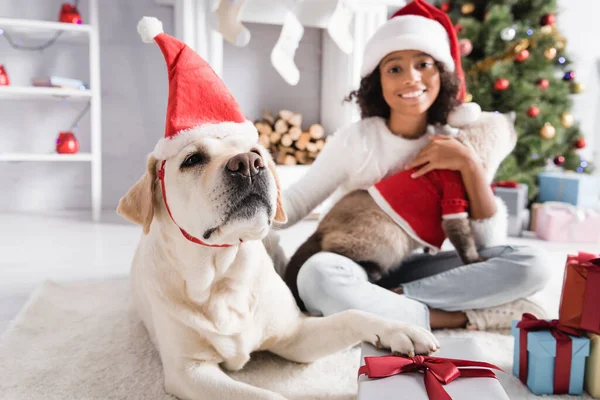 Labrador cane in cappello di Babbo Natale toccante scatola regalo vicino allegra ragazza africana americana con gatto su sfondo sfocato — Foto stock