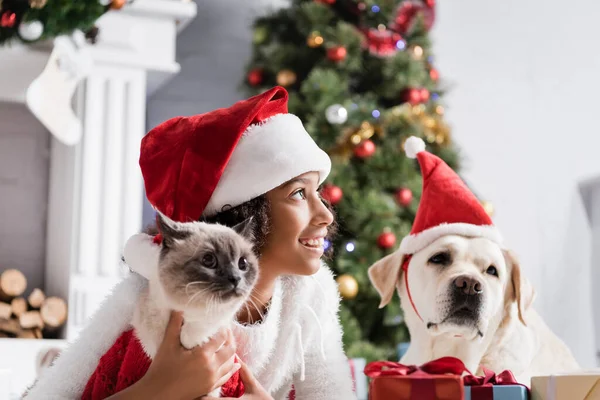 Alegre africana americana chica mirando lejos cerca labrador perro y mullido gato en borrosa fondo - foto de stock