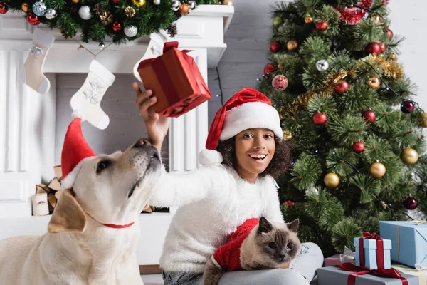 Excited african american girl holding gift box while sitting with labrador dog and cat near christmas tree — Stock Photo