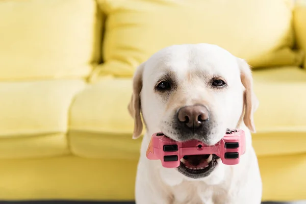 QUIIV, UCRÂNIA - OUTUBRO 02, 2020: retrato de retriever segurando joystick rosa e olhando para a câmera em fundo borrado — Fotografia de Stock