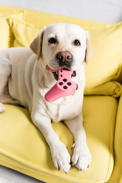 QUIIV, UCRÂNIA - OUTUBRO 02, 2020: Retrato de labrador segurando joystick rosa, enquanto deitado no sofá amarelo em casa — Fotografia de Stock