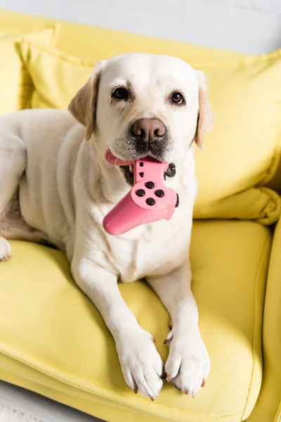 KYIV, UKRAINE - OCTOBER 02, 2020: Portrait of labrador holding pink joystick, while lying on yellow sofa at home — Stock Photo