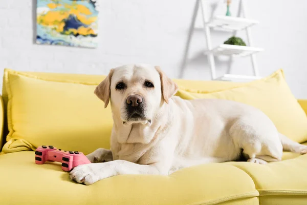 QUIIV, UCRÂNIA - OUTUBRO 02, 2020: Retriever olhando para a câmera, enquanto estava deitado no sofá com joystick no fundo embaçado — Fotografia de Stock