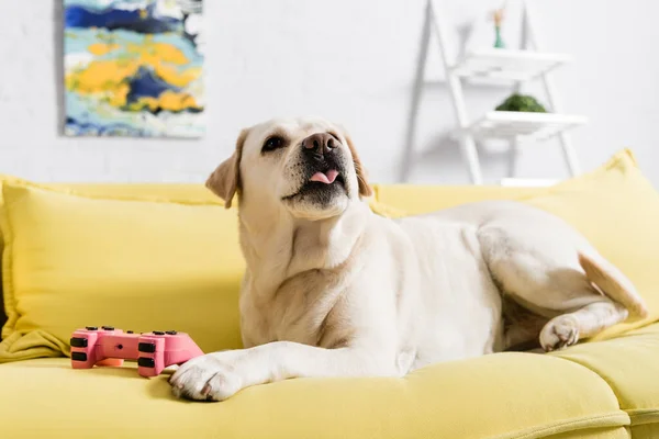 KIEW, UKRAINE - OKTOBER 02, 2020: Retriever mit herausgestreckter Zunge auf Sofa liegend mit rosa Steuerknüppel auf verschwommenem Hintergrund — Stockfoto