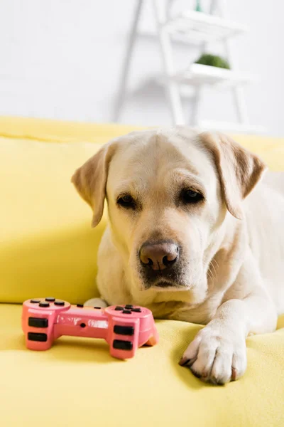KYIV, UKRAINE - OCTOBER 02, 2020: labrador looking at joystick, while lying on sofa at home on blurred background — Stock Photo