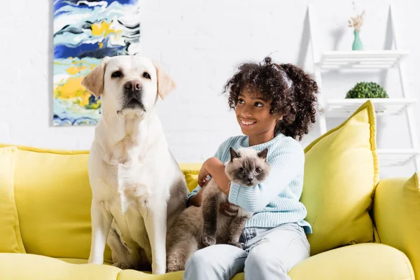 Весела американка - афроамериканка, яка обіймає сіамську кішку, дивиться на лабрадора, що сидить на дивані, на невиразному фоні. — стокове фото
