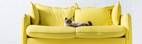 Siamese gato deitado no sofá amarelo com almofadas em casa, banner — Fotografia de Stock