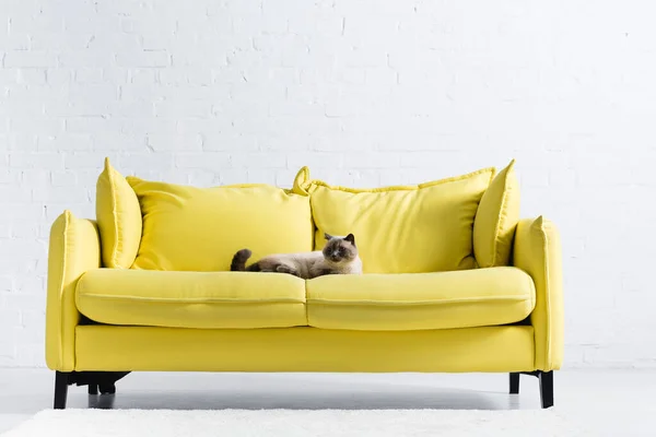 Chat siamois regardant ailleurs, tout en étant couché sur un canapé jaune avec des oreillers à la maison — Photo de stock