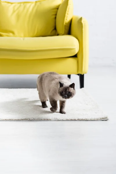 Gato siamês olhando para longe, enquanto estava em pé no tapete branco perto do sofá em casa no fundo borrado — Fotografia de Stock