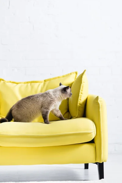 Flauschige siamesische Katze sitzt auf gelbem Sofa mit Kissen zu Hause — Stockfoto
